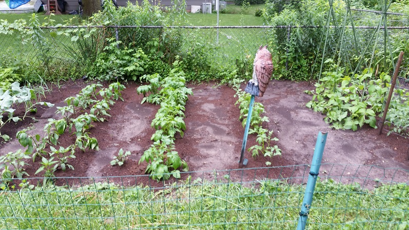 Rows 5 and 6 - Mulching Day